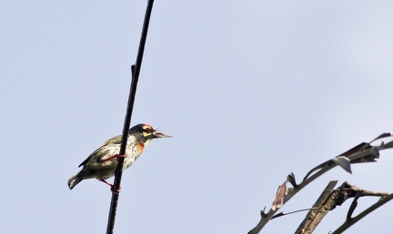 Coppersmith Barbet 20100612  4 