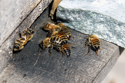 Bees 100216