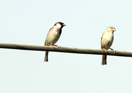Sparrow 100216  3 