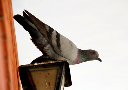 Pigeon 100220