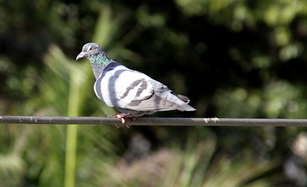 Pigeon 20100314  2 