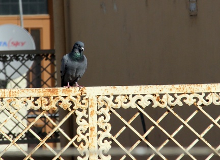 Pigeon 20100314  5 