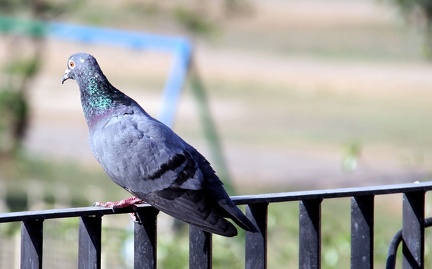 Pigeon 20100320  14 