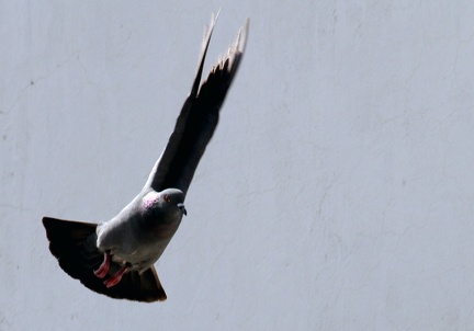 Pigeon 20100320  15 