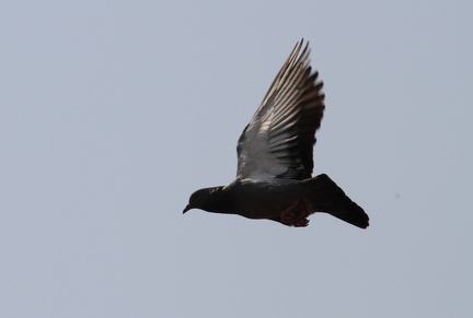 Pigeon 20100320  17 