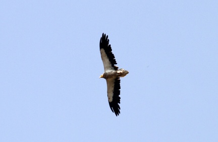 Egyption Vulture 100321