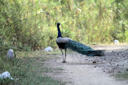 Peacock 2010-04-14  3 