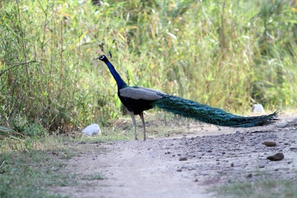 Peacock 2010-04-14  5 