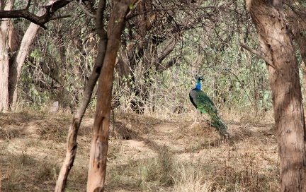 Peacock 2010-06-07