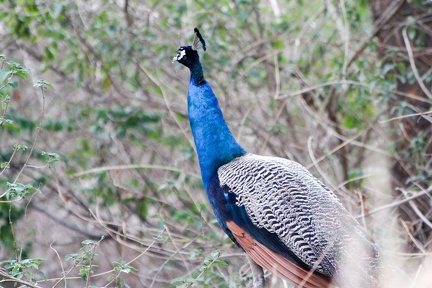 Peacock 2010-06-07  2 
