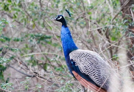 Peacock 2010-06-07  3 