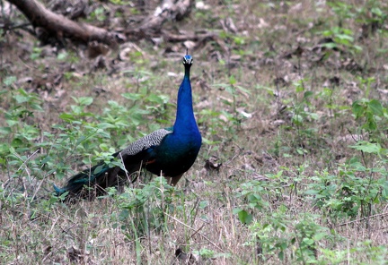 Peacock 20100501
