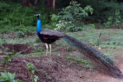 Peacock 20100501  3 