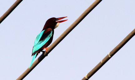 Kingfisher 20100329  4 