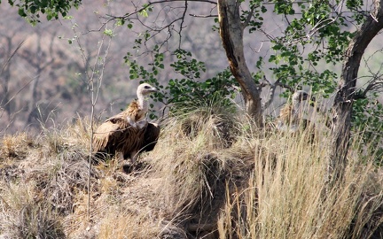 Bengal Vulture 2010-04-14