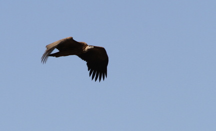 Bengal Vulture 2010-04-14  10 