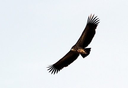 Bengal Vulture 2010-04-14  11 