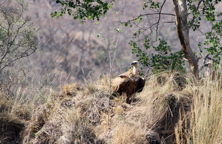 Bengal Vulture 2010-04-14  2 