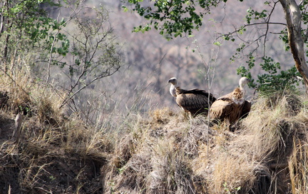 Bengal Vulture 2010-04-14  3 