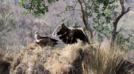 Bengal Vulture 2010-04-14  5 