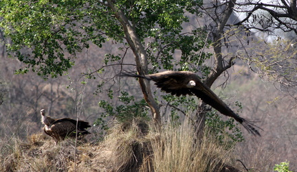 Bengal Vulture 2010-04-14  6 