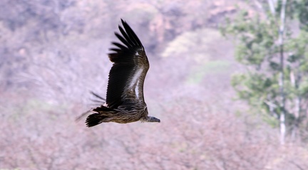 Bengal Vulture 2010-04-14  7 