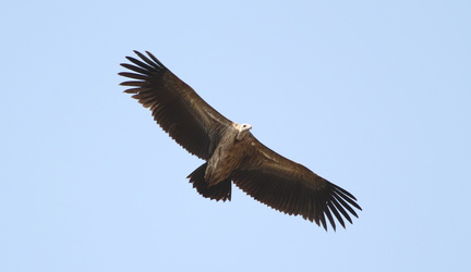 Bengal Vulture 2010-04-14  8 
