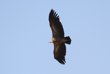 Bengal Vulture 2010-04-14  9 
