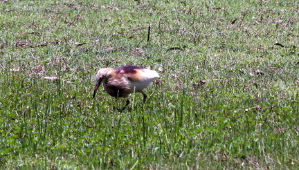 Pond Heron 20100501  5 