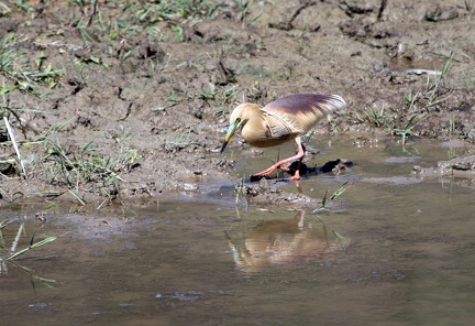 Pond Heron 20100509  10 