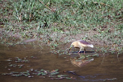 Pond Heron 20100509  12 