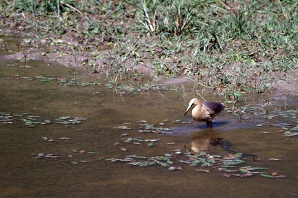 Pond Heron 20100509  13 