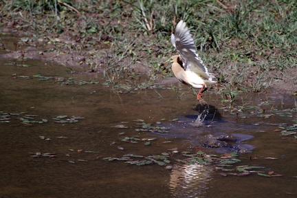 Pond Heron 20100509  14 