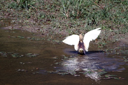 Pond Heron 20100509  15 