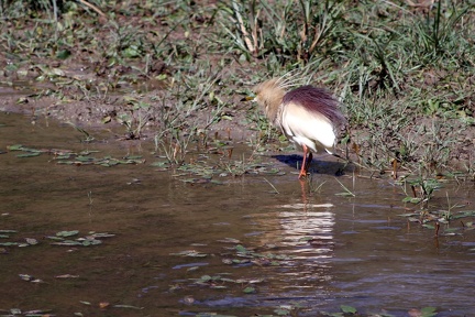 Pond Heron 20100509  16 