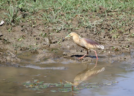 Pond Heron 20100509  2 