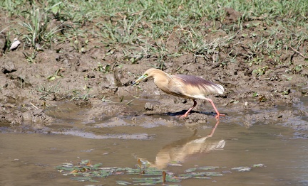 Pond Heron 20100509  3 