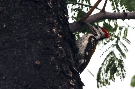 Woodpecker 20100612