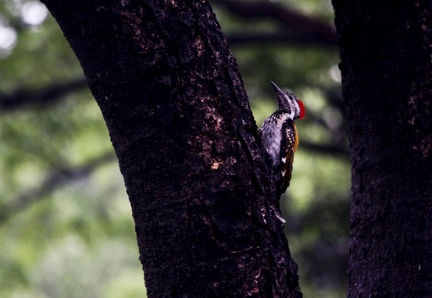 Woodpecker 20100612  2 