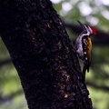 Woodpecker 20100612  3 