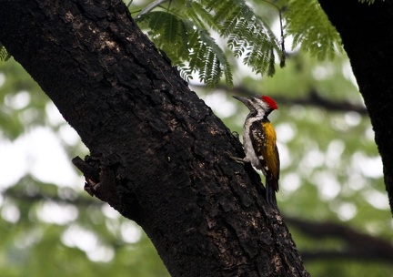 Woodpecker 20100612  4 
