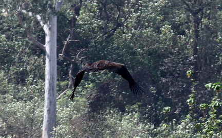 Cinereous Vulture 100321