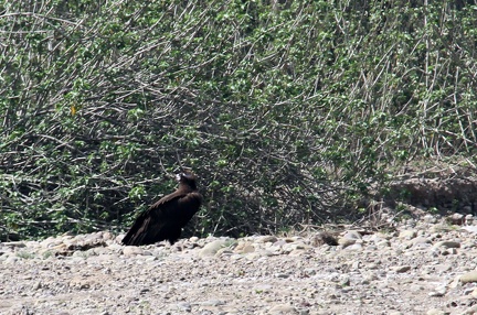 Cinereous Vulture 100321  4 