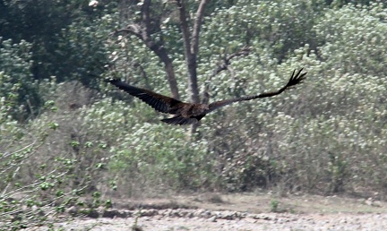 Cinereous Vulture 100321  7 