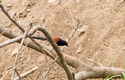 Crow Pheasant 2010-06-07