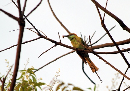 Green Bee Eater 2010-04-09