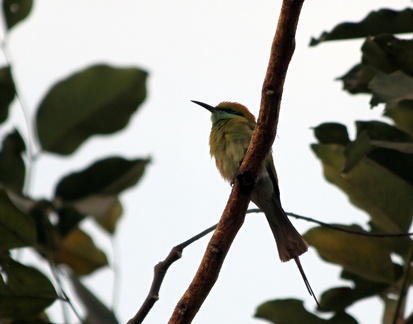 Green Bee Eater 2010-04-09  2 