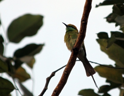 Green Bee Eater 2010-04-09  3 