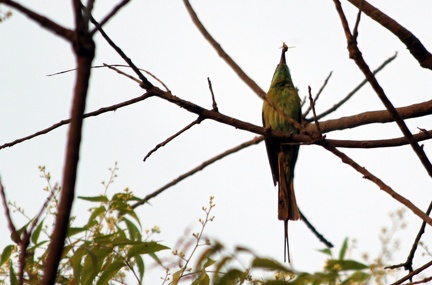 Green Bee Eater 2010-04-09  4 