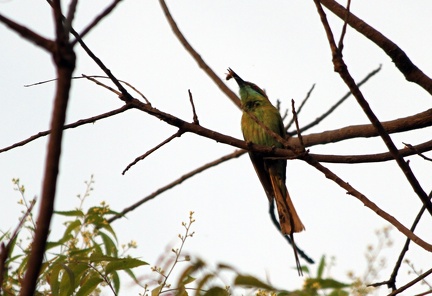 Green Bee Eater 2010-04-09  5 